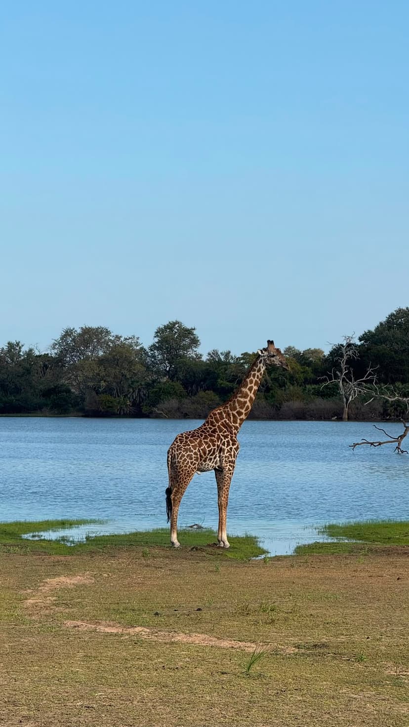 Mikumi safari photo
