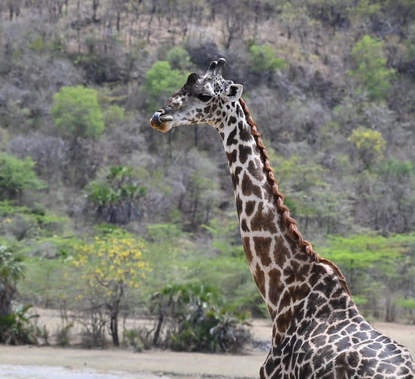 Mikumi safari photo