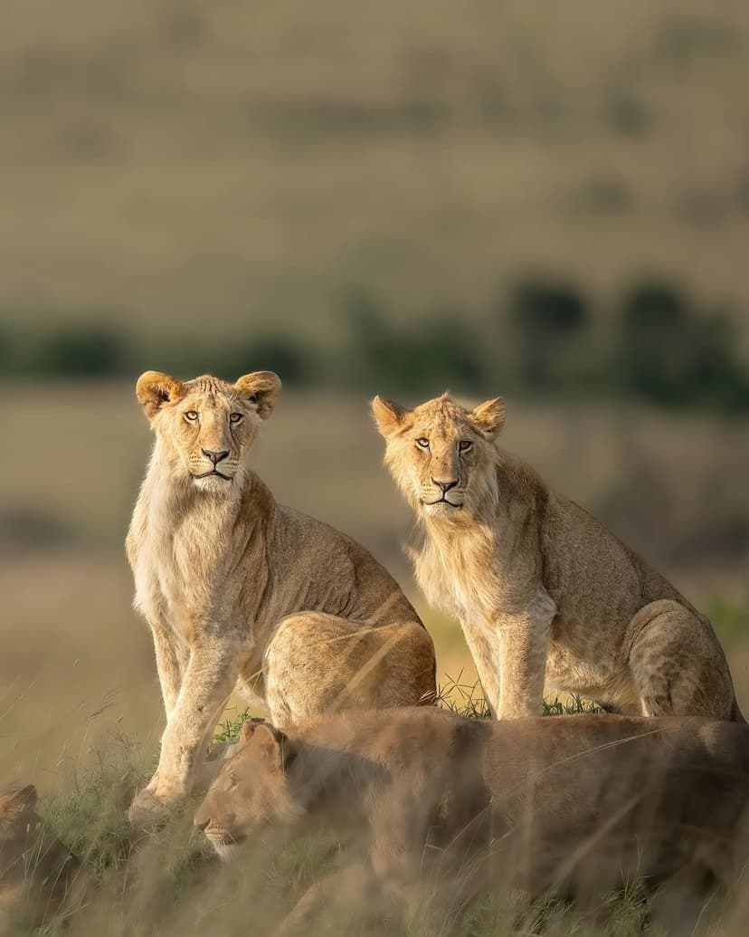 Mikumi safari photo