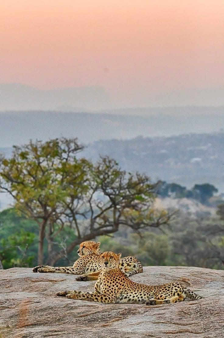 Responsible Safari Travel: How We Approach Conservation