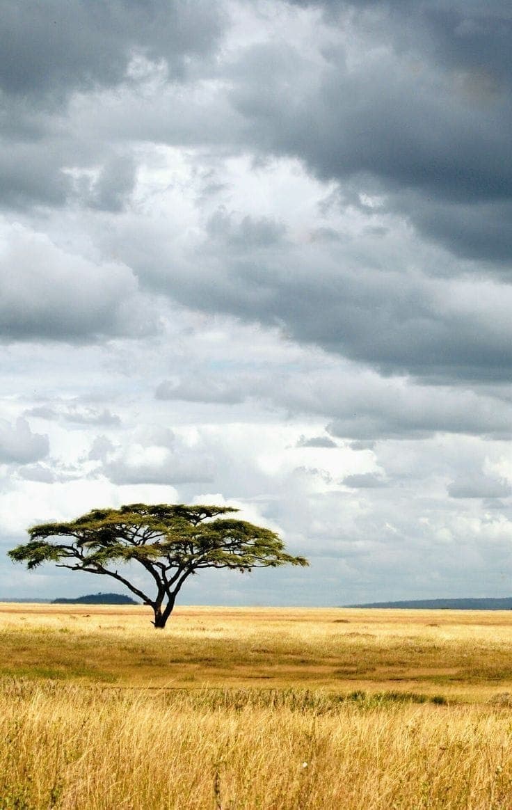 Mikumi safari photo