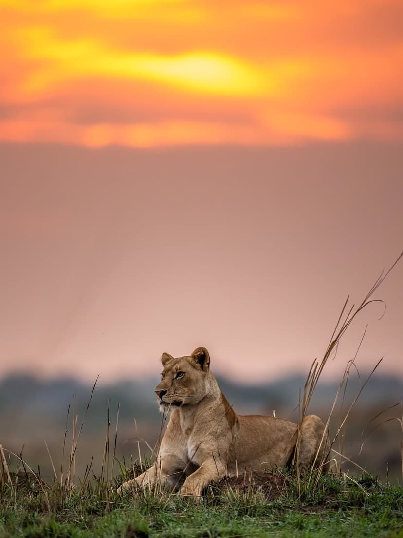 Mikumi safari photo