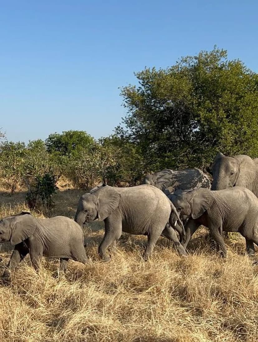 Nyerere safari photo