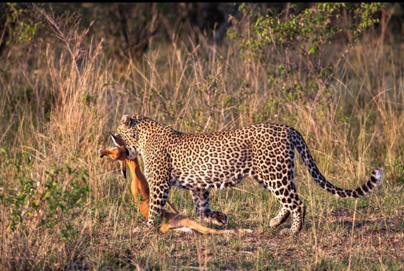 Nyerere safari photo