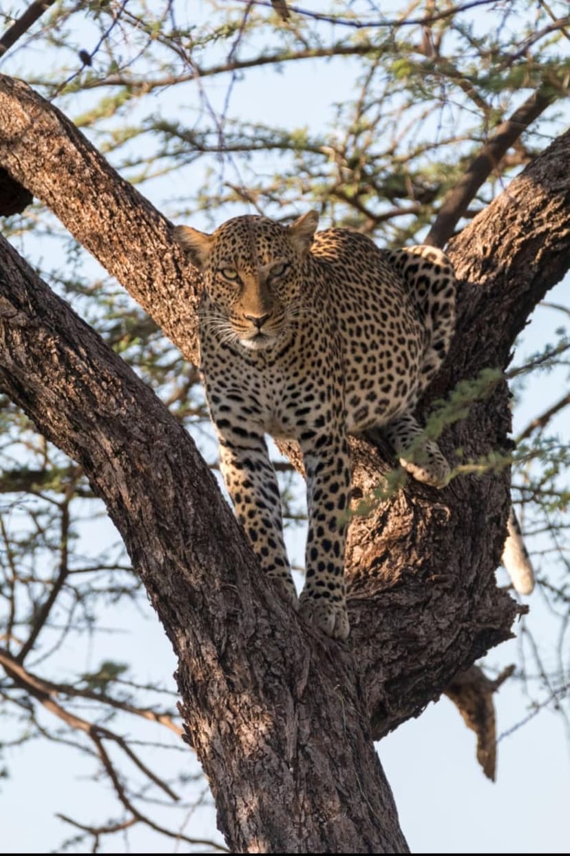 Nyerere safari photo