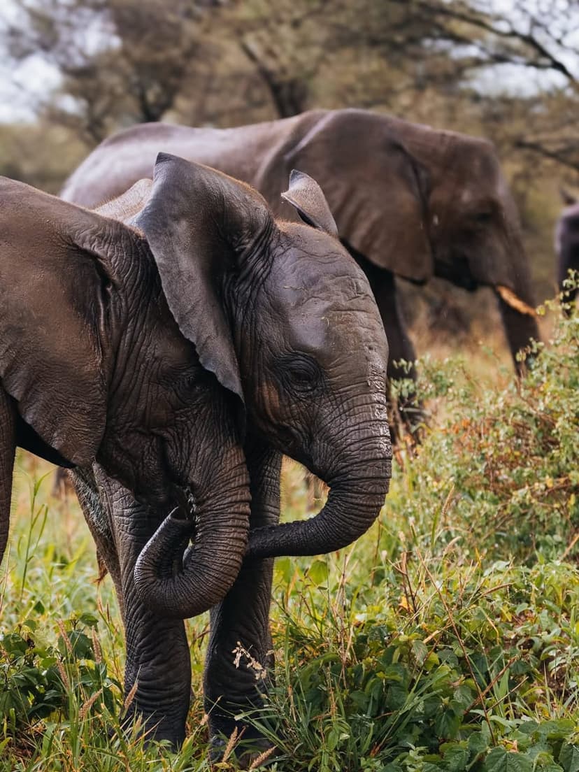 Nyerere safari photo