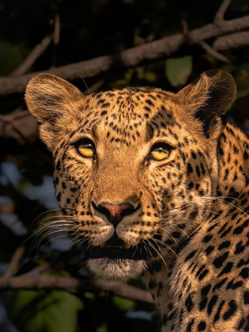 Nyerere safari photo