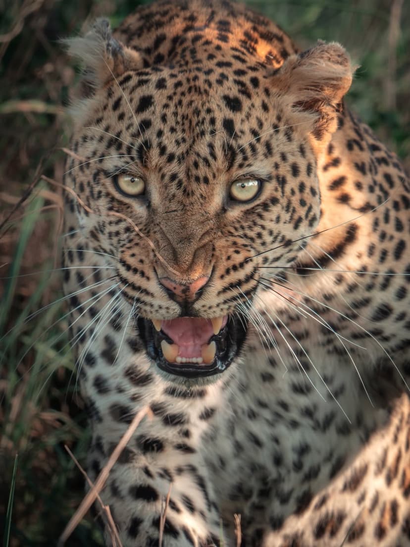 Nyerere safari photo