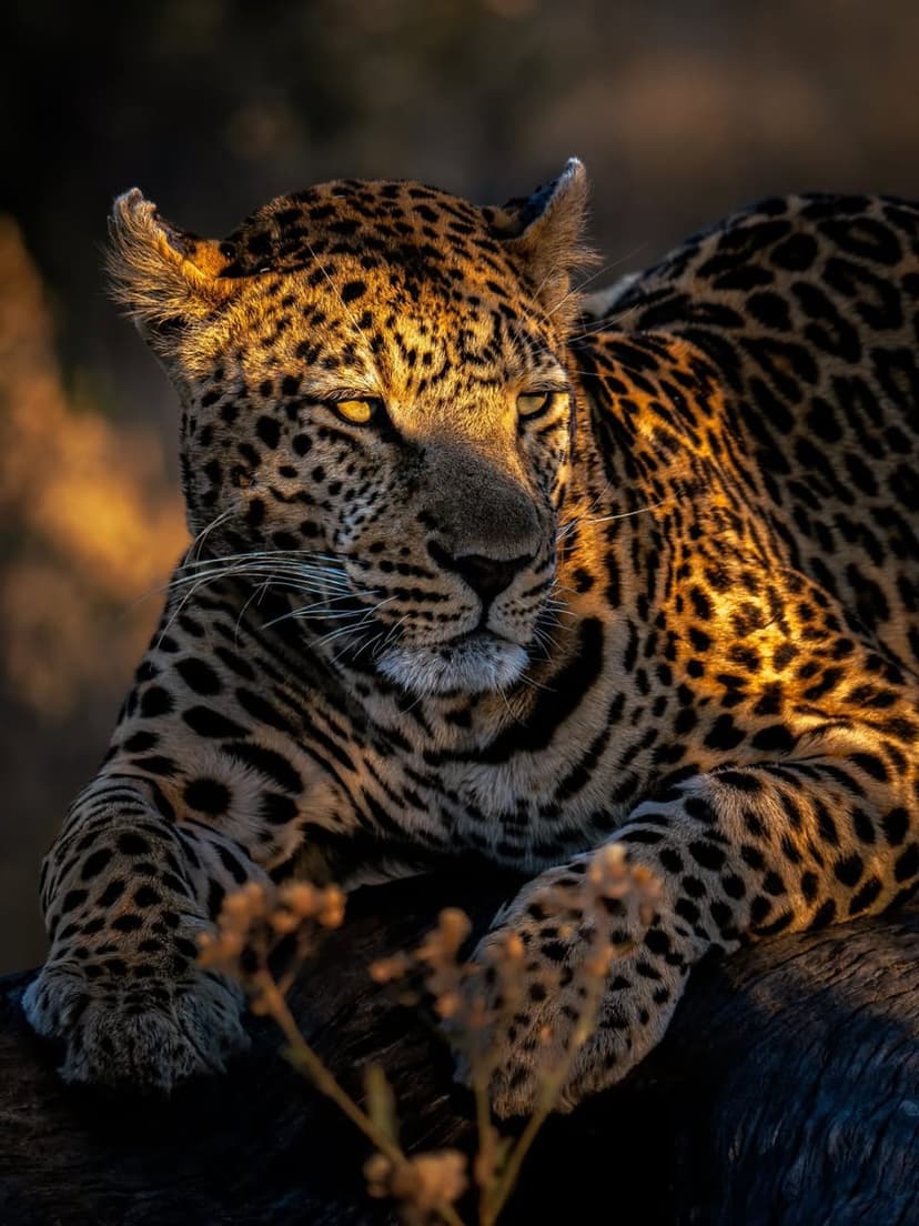 Nyerere safari photo