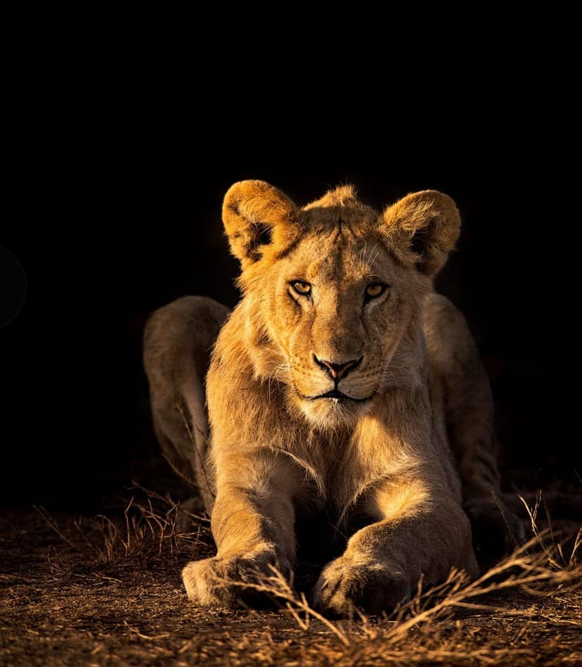 Nyerere safari photo