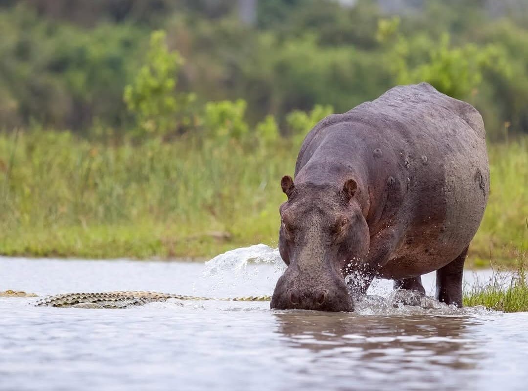 Mikumi + Ruaha Adventure