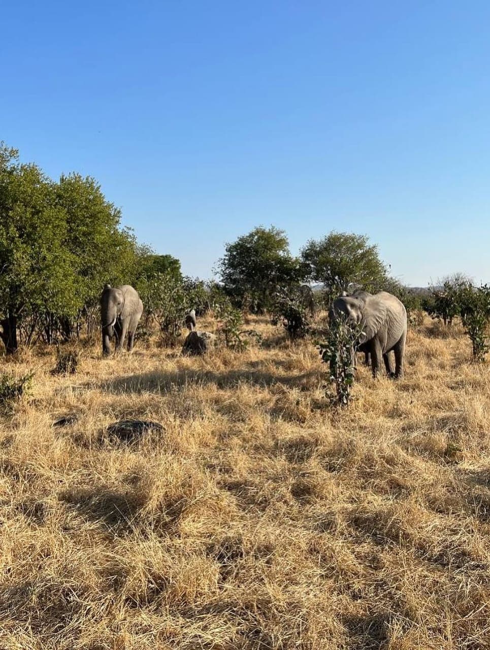 Wildlife on safari in Tanzania